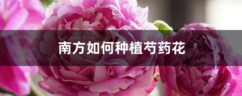 南方如何种植芍药花 南方如何种植芍药花