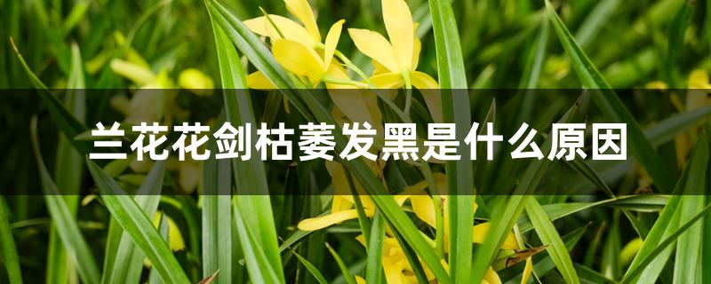 兰花花剑枯萎发黑是什么原因 兰花花剑枯萎发黑是什么原因