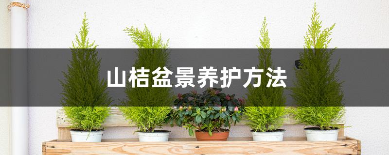 山桔盆景养护方法