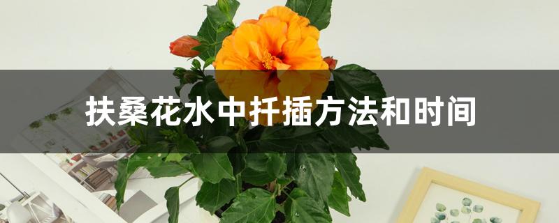 扶桑花水中扦插方法和时间 扶桑花水中扦插方法和时间