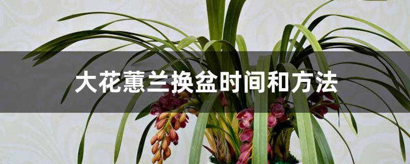 大花蕙兰换盆时间和方法 大花蕙兰换盆时间和方法