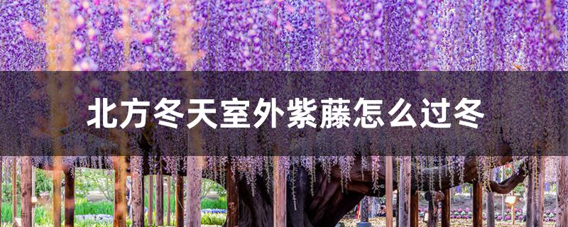 北方冬天室外紫藤怎么过冬 北方冬天室外紫藤怎么过冬