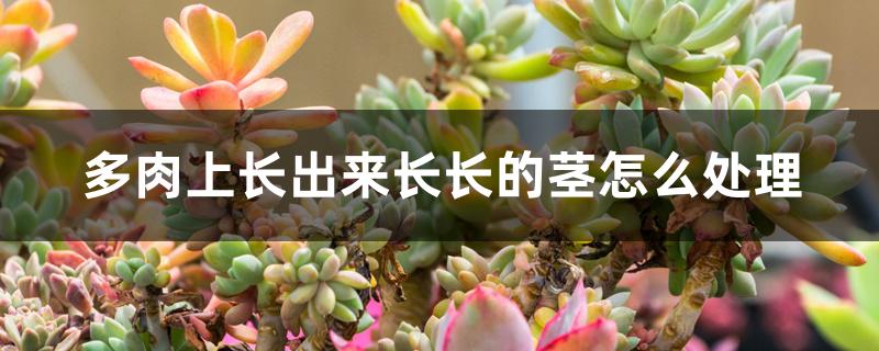 多肉上长出来长长的茎怎么处理 多肉上长出来长长的茎怎么处理
