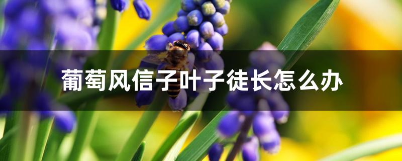 葡萄风信子叶子徒长怎么办 葡萄风信子叶子徒长怎么办