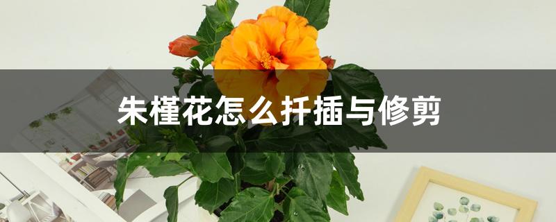 朱槿花怎么扦插与修剪 朱槿花怎么扦插与修剪