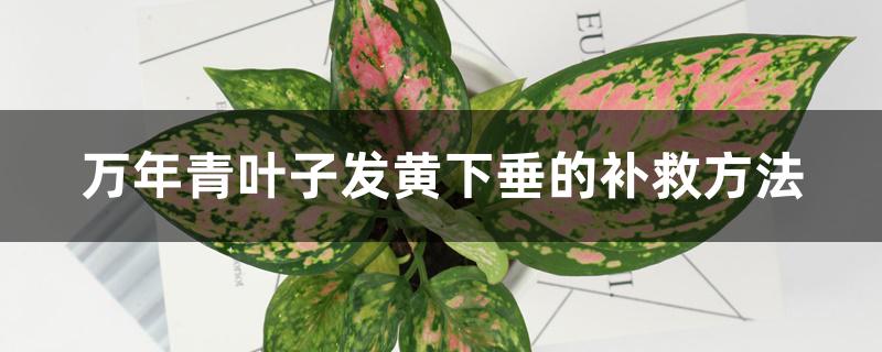 万年青叶子发黄下垂的补救方法 万年青叶子发黄下垂的补救方法
