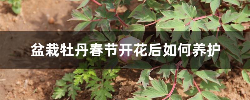 盆栽牡丹春节开花后如何养护 盆栽牡丹春节开花后如何养护