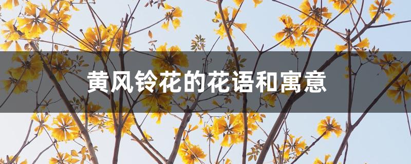 黄风铃花的花语和寓意 黄风铃花的花语和寓意