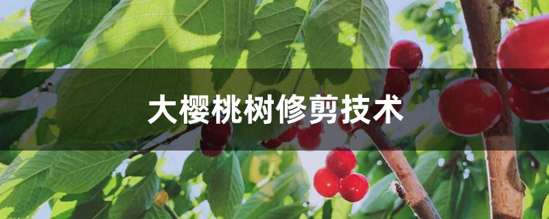 大樱桃树修剪技术 大樱桃树修剪技术