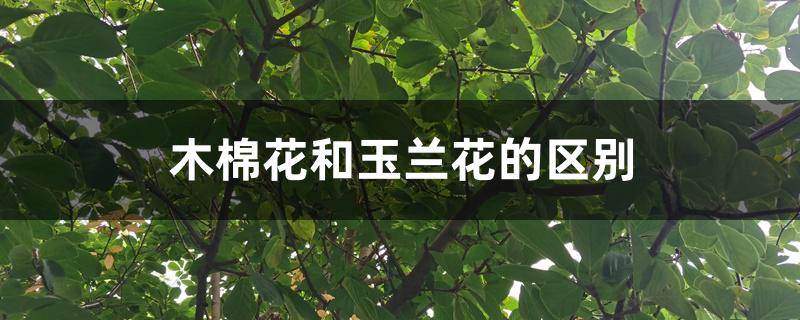 木棉花和玉兰花的区别 木棉花和玉兰花的区别