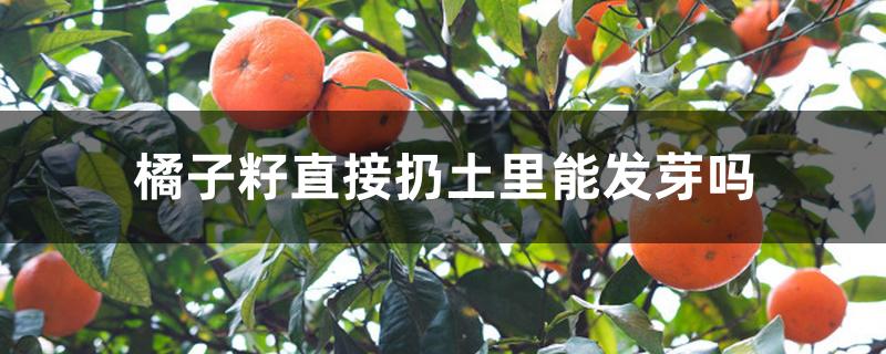 橘子籽直接扔土里能发芽吗 橘子籽直接扔土里能发芽吗
