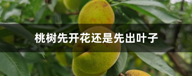桃树先开花还是先出叶子 桃树先开花还是先出叶子