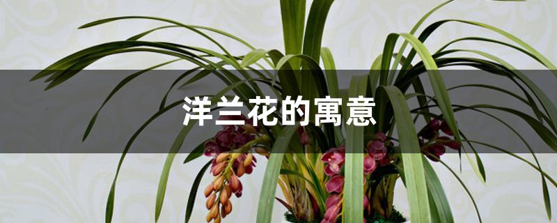 洋兰花的寓意 洋兰花的寓意