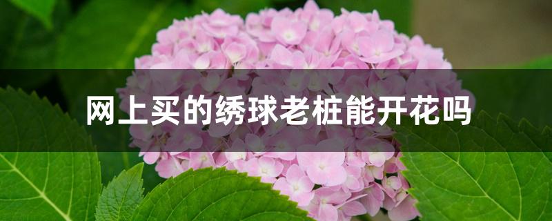 网上买的绣球老桩能开花吗 网上买的绣球老桩能开花吗