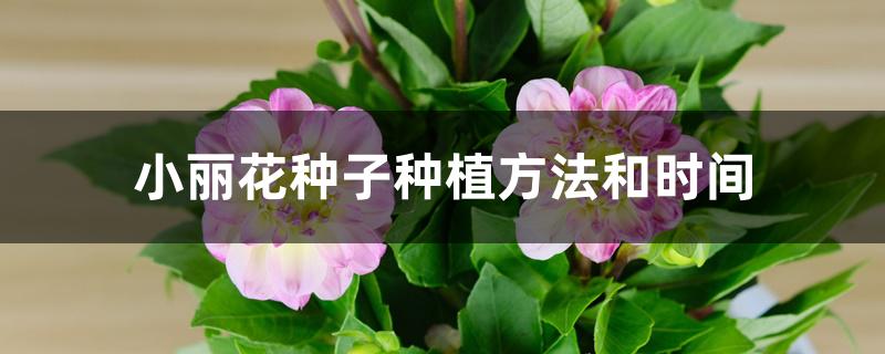 小丽花种子种植方法和时间 小丽花种子种植方法和时间