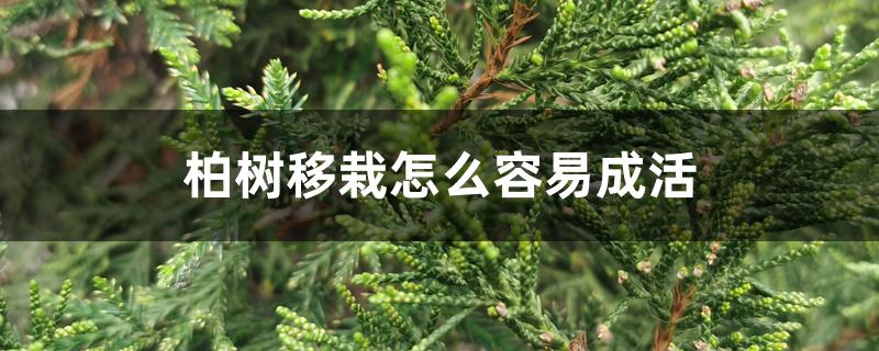 柏树移栽怎么容易成活 柏树移栽怎么容易成活