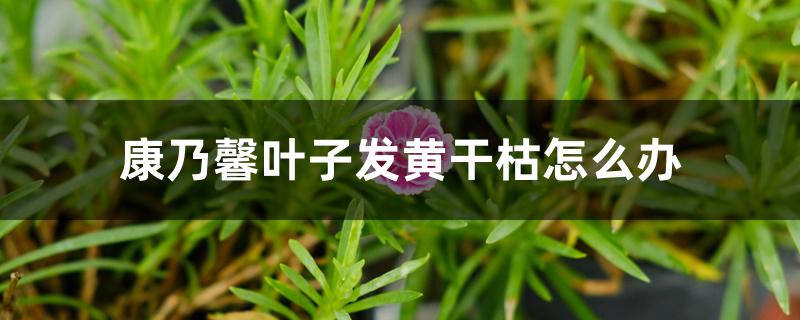 康乃馨叶子发黄干枯怎么办 康乃馨叶子发黄干枯怎么办