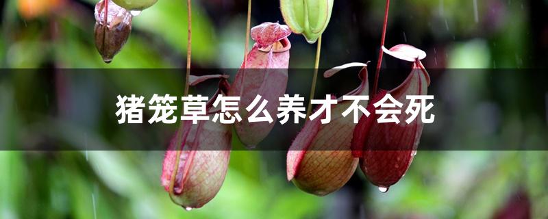 猪笼草怎么养才不会死 猪笼草怎么养才不会死