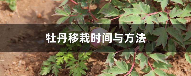 牡丹移栽时间与方法 牡丹移栽时间与方法