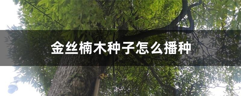 金丝楠木种子怎么播种 金丝楠木种子怎么播种