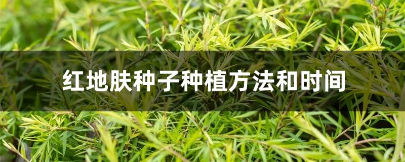 红地肤种子种植方法和时间 红地肤种子种植方法和时间