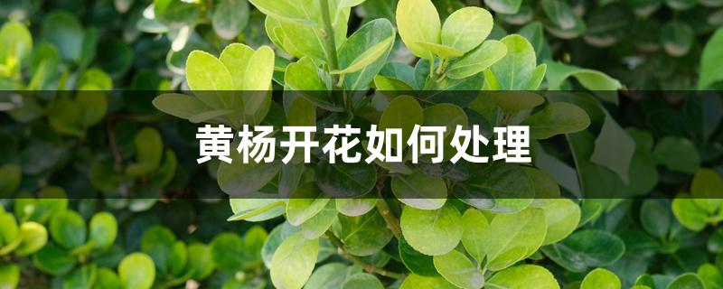 黄杨开花如何处理 黄杨开花如何处理