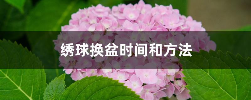 绣球换盆时间和方法 绣球换盆时间和方法