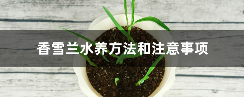 香雪兰水养方法和注意事项 香雪兰水养方法和注意事项