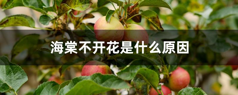 海棠不开花是什么原因 海棠不开花是什么原因