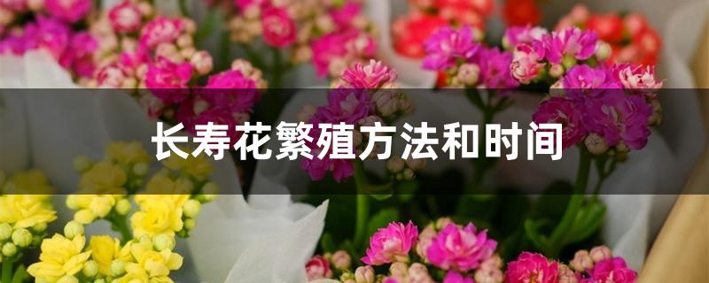 长寿花繁殖方法和时间 长寿花繁殖方法和时间