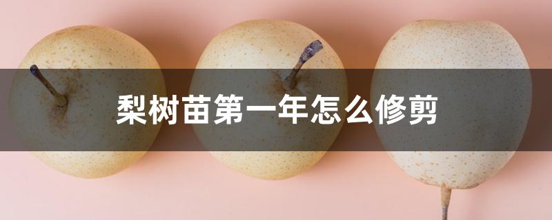 梨树苗第一年怎么修剪 梨树苗第一年怎么修剪