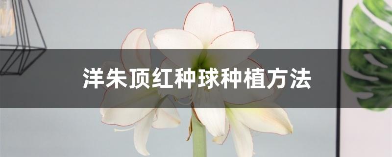洋朱顶红种球种植方法 洋朱顶红种球种植方法