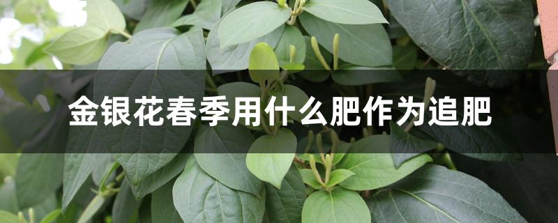 金银花春季用什么肥作为追肥 金银花春季用什么肥作为追肥