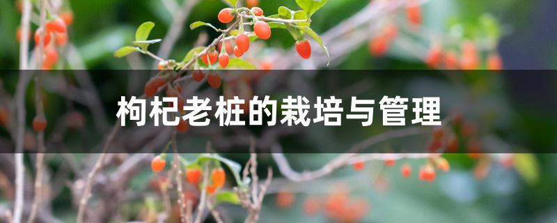 枸杞老桩的栽培与管理 枸杞老桩的栽培与管理