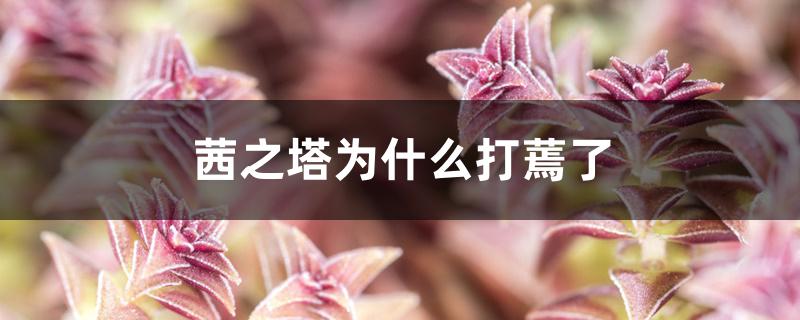 茜之塔为什么打蔫了 茜之塔为什么打蔫了
