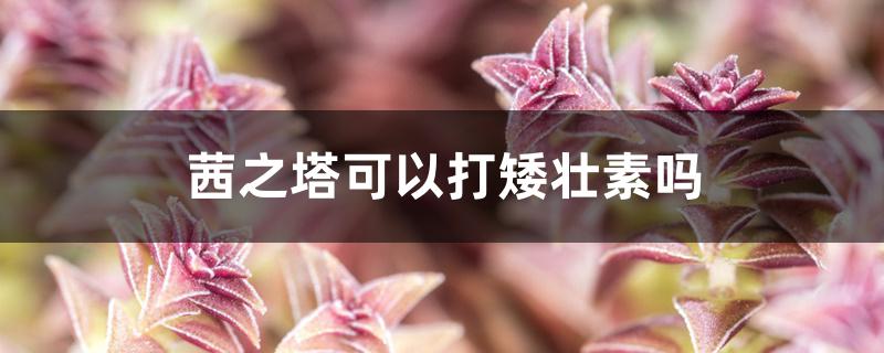 茜之塔可以打矮壮素吗 茜之塔可以打矮壮素吗