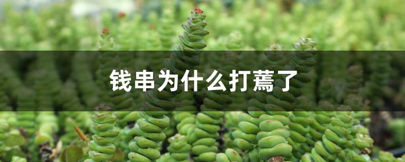 钱串为什么打蔫了 钱串为什么打蔫了