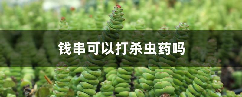 钱串可以打杀虫药吗 钱串可以打杀虫药吗