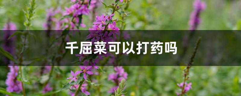 千屈菜可以打药吗 千屈菜可以打药吗