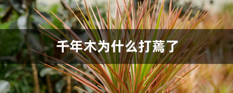 千年木为什么打蔫了 千年木为什么打蔫了