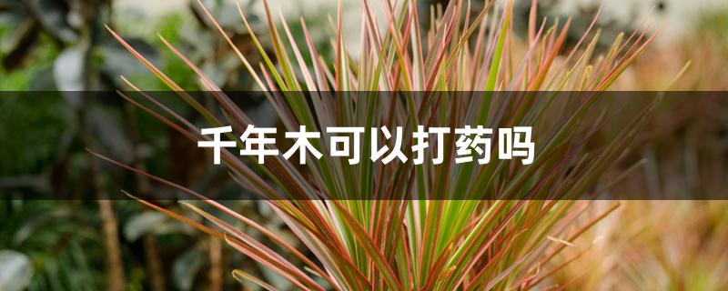 千年木可以打药吗 千年木可以打药吗