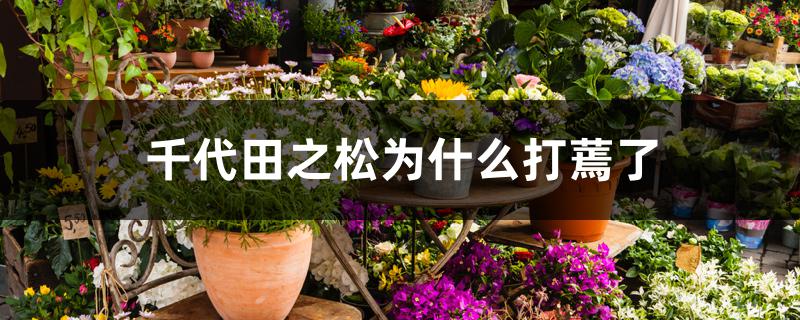 千代田之松为什么打蔫了 千代田之松为什么打蔫了