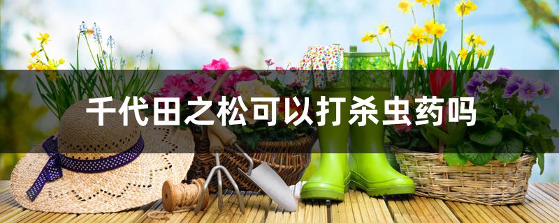 千代田之松可以打杀虫药吗 千代田之松可以打杀虫药吗