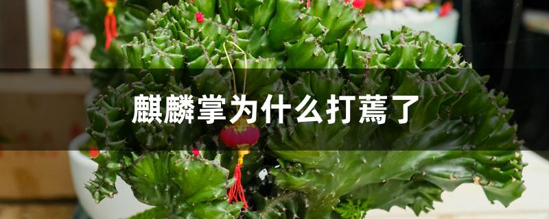 麒麟掌为什么打蔫了 麒麟掌为什么打蔫了