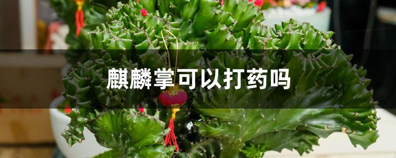 麒麟掌可以打药吗 麒麟掌可以打药吗