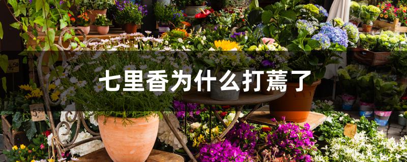 七里香为什么打蔫了 七里香为什么打蔫了