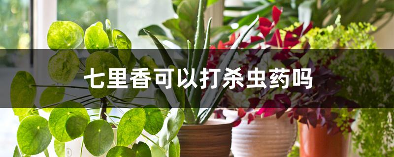 七里香可以打杀虫药吗 七里香可以打杀虫药吗