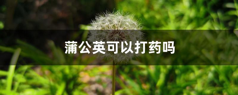 蒲公英可以打药吗 蒲公英可以打药吗