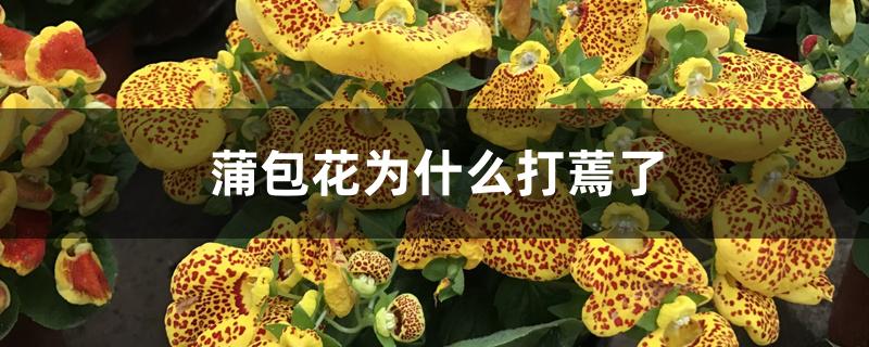 蒲包花为什么打蔫了 蒲包花为什么打蔫了