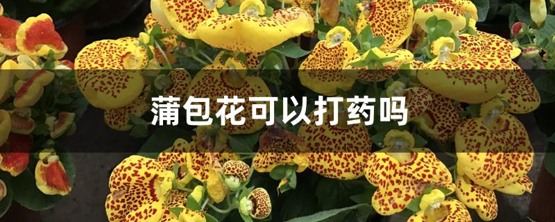 蒲包花可以打药吗 蒲包花可以打药吗